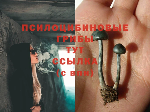 PSILOCYBIN Горно-Алтайск