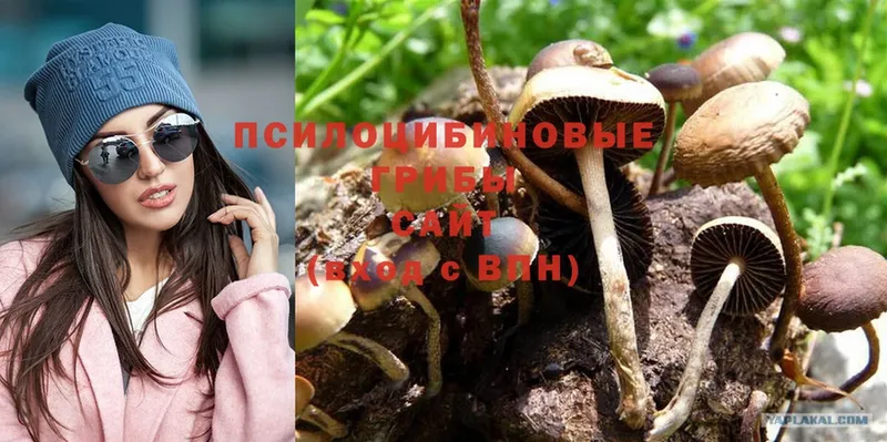 наркота  Подольск  Галлюциногенные грибы Magic Shrooms 